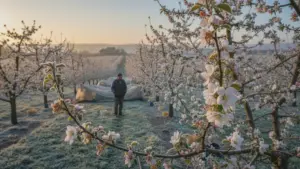 Hvorfor blomstrende frugttræer lider mere under forårsfrost end vinterkulde og hvordan du beskytter dem