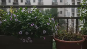 Letplejet staude til skyggefuld altan blomstrer 8 måneder om året