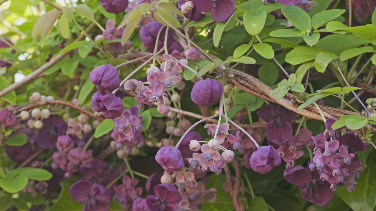 Blomstrende læhegn til altan og have: Disse 11 klatreplanter giver naturlig skygge