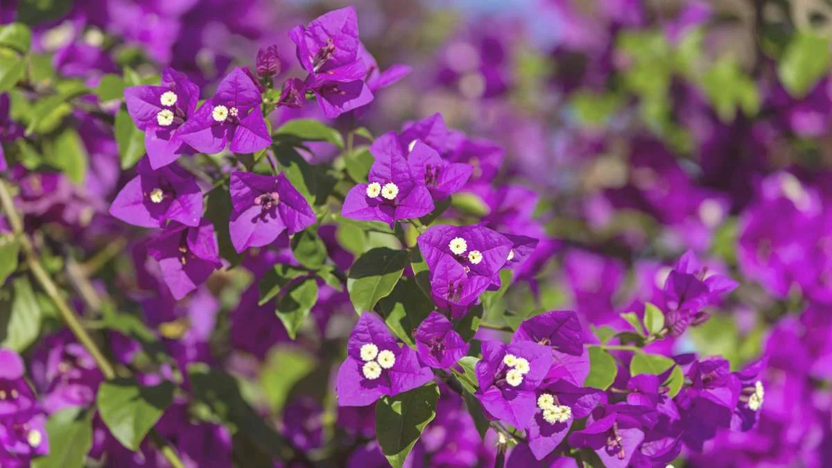 Når Bougainvillea strejker: Sådan får du endelig planten til at blomstre