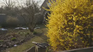 Beskær ikke busken i marts. Én fejl fjerner forårsblomsterne