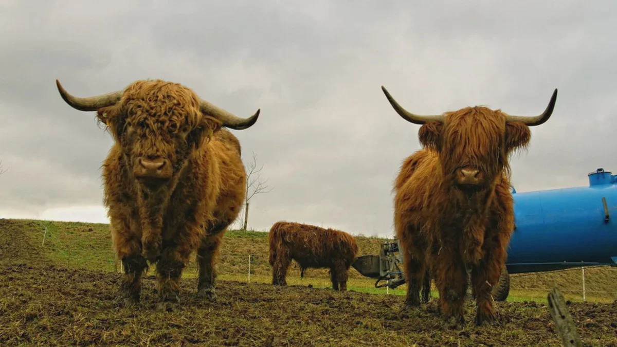 Kvægflok flygtede og styrtede i en afgrund. 11 køer af racen Highland cattle mistede livet