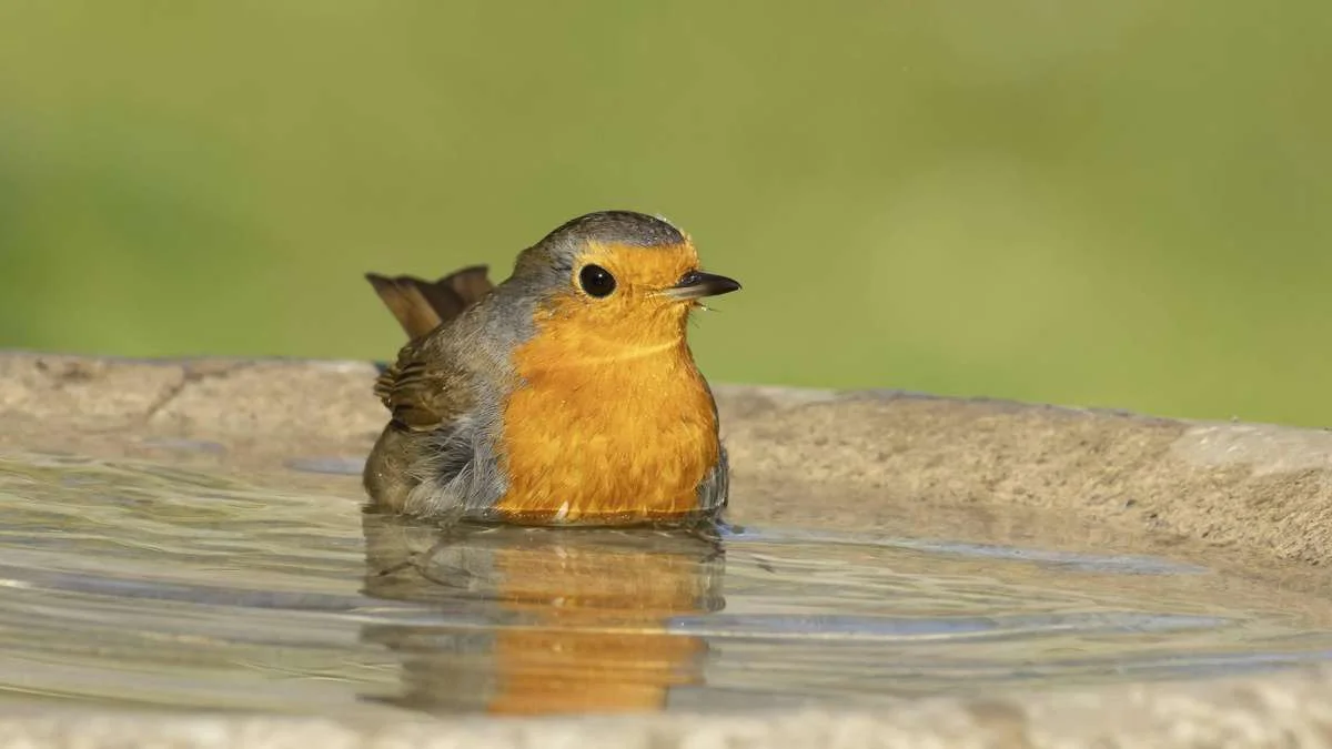 Red tørstige fugle i sommerheden: Gør dit fuglebad til en sikker oase