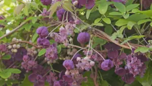 Blomstrende skærm til altan og have: 11 klatreplanter, der giver naturlig skygge