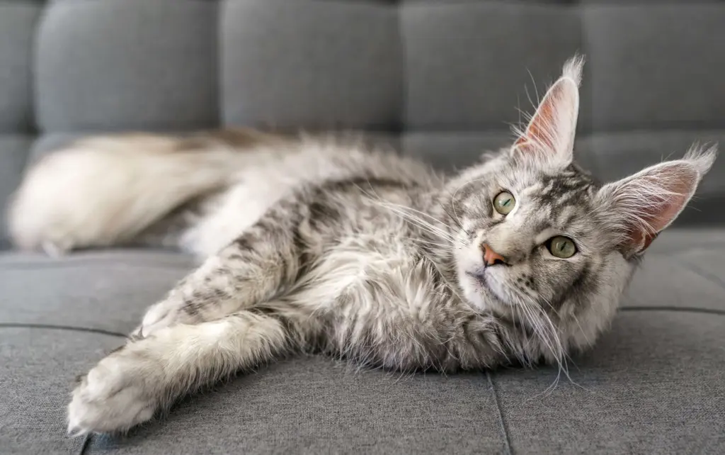Bestemmer katten hjemme hos jer? 7 tegn afslører det