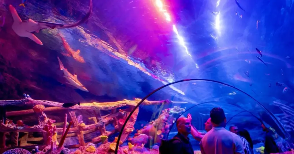 SEA LIFE i Haag efter renovering: Sådan ændrer du dit besøg i juli 2026